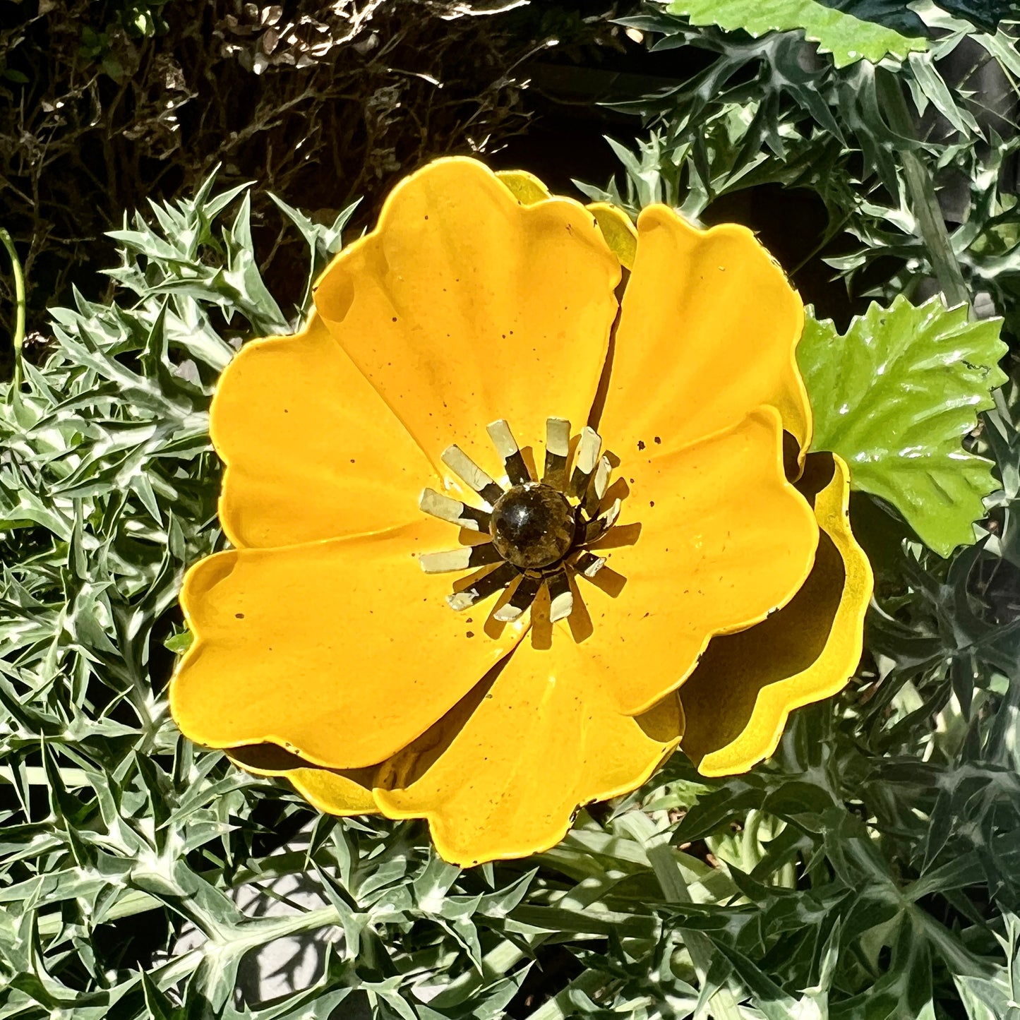 Set of 5 Colourful Anemone Garden Flowers