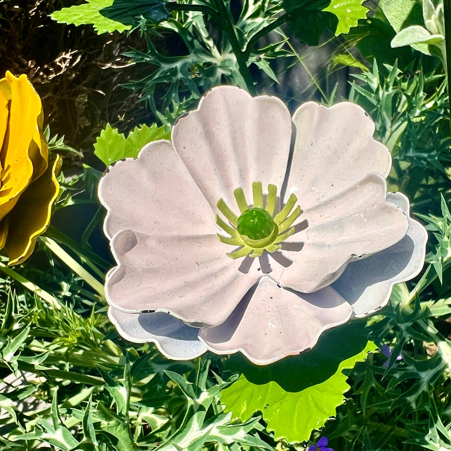 Set of 5 Colourful Anemone Garden Flowers