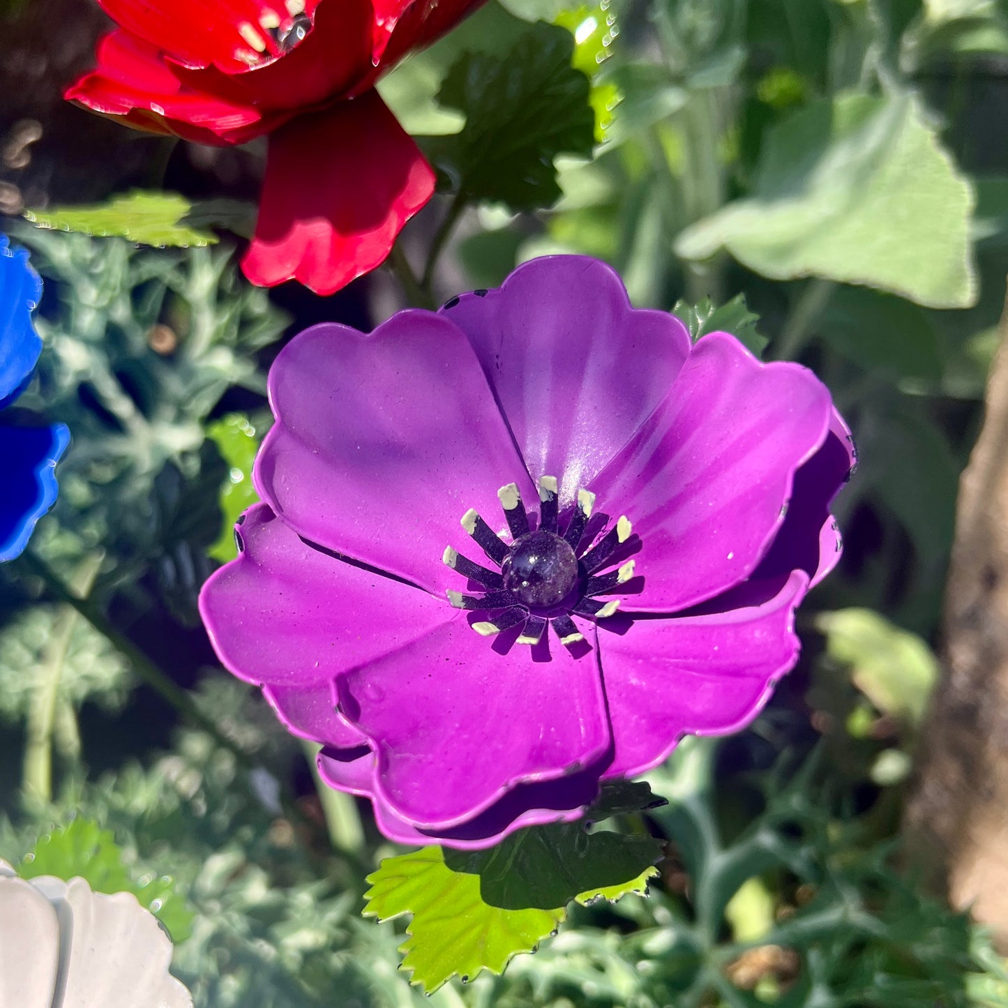 Set of 5 Colourful Anemone Garden Flowers