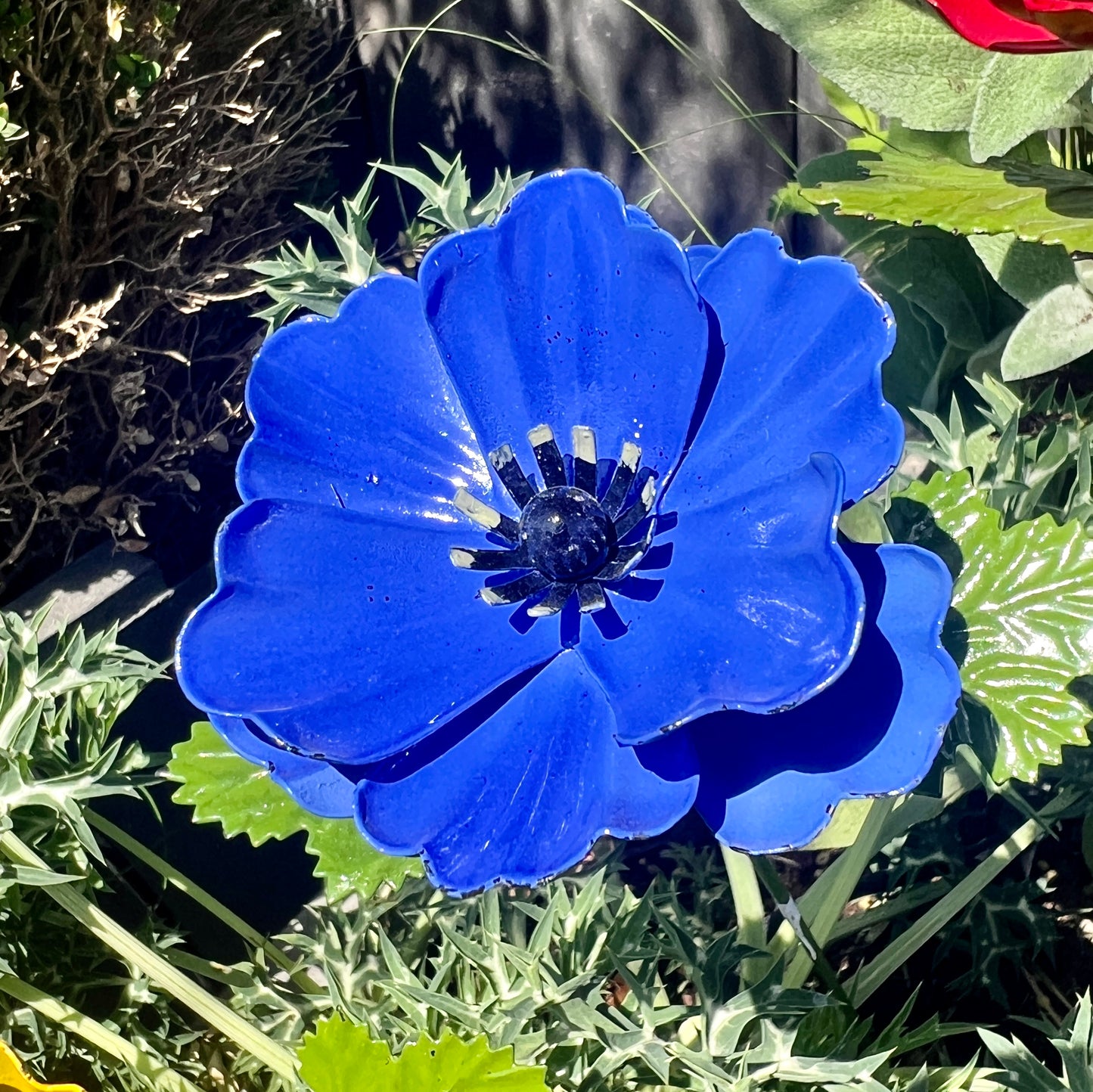 Set of 5 Colourful Anemone Garden Flowers