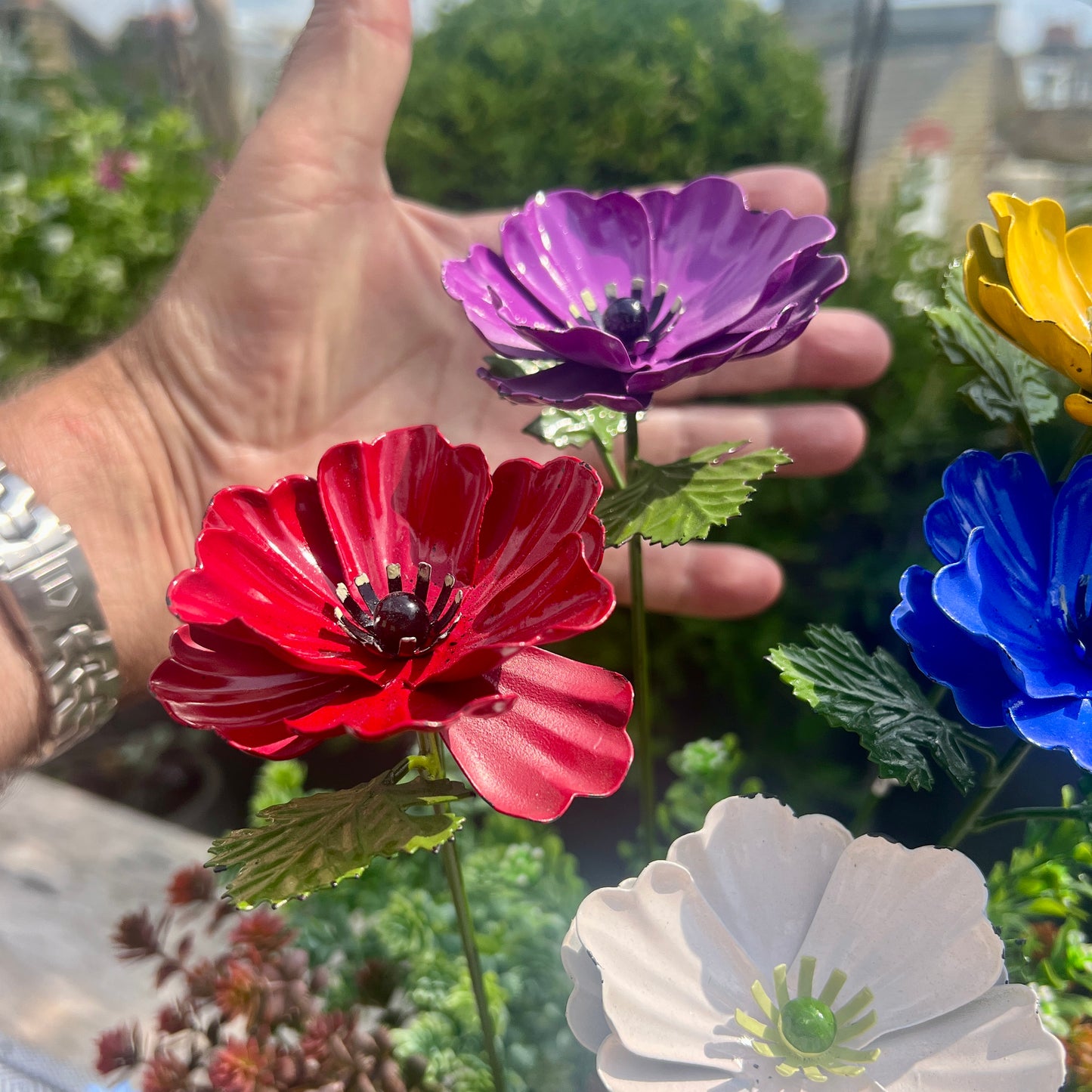 Set of 5 Colourful Anemone Garden Flowers