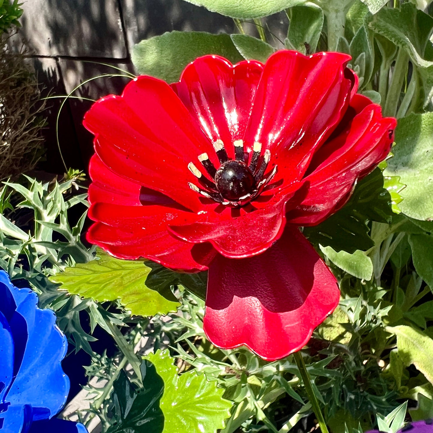 Set of 5 Colourful Anemone Garden Flowers