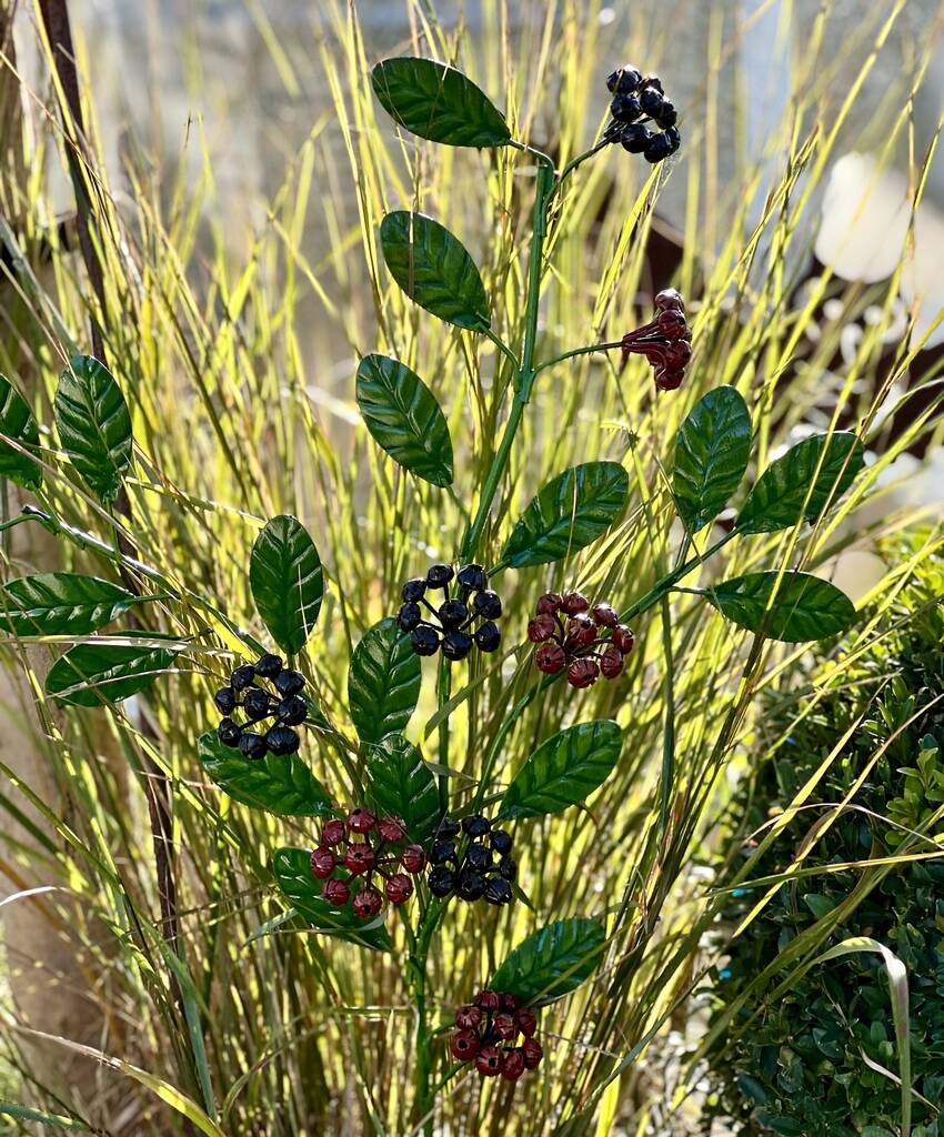 Coloured berry stem