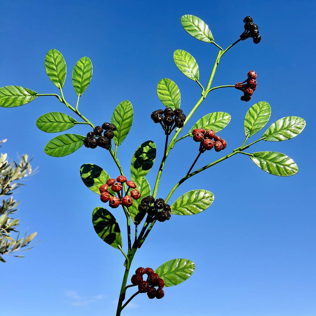 Coloured berry stem