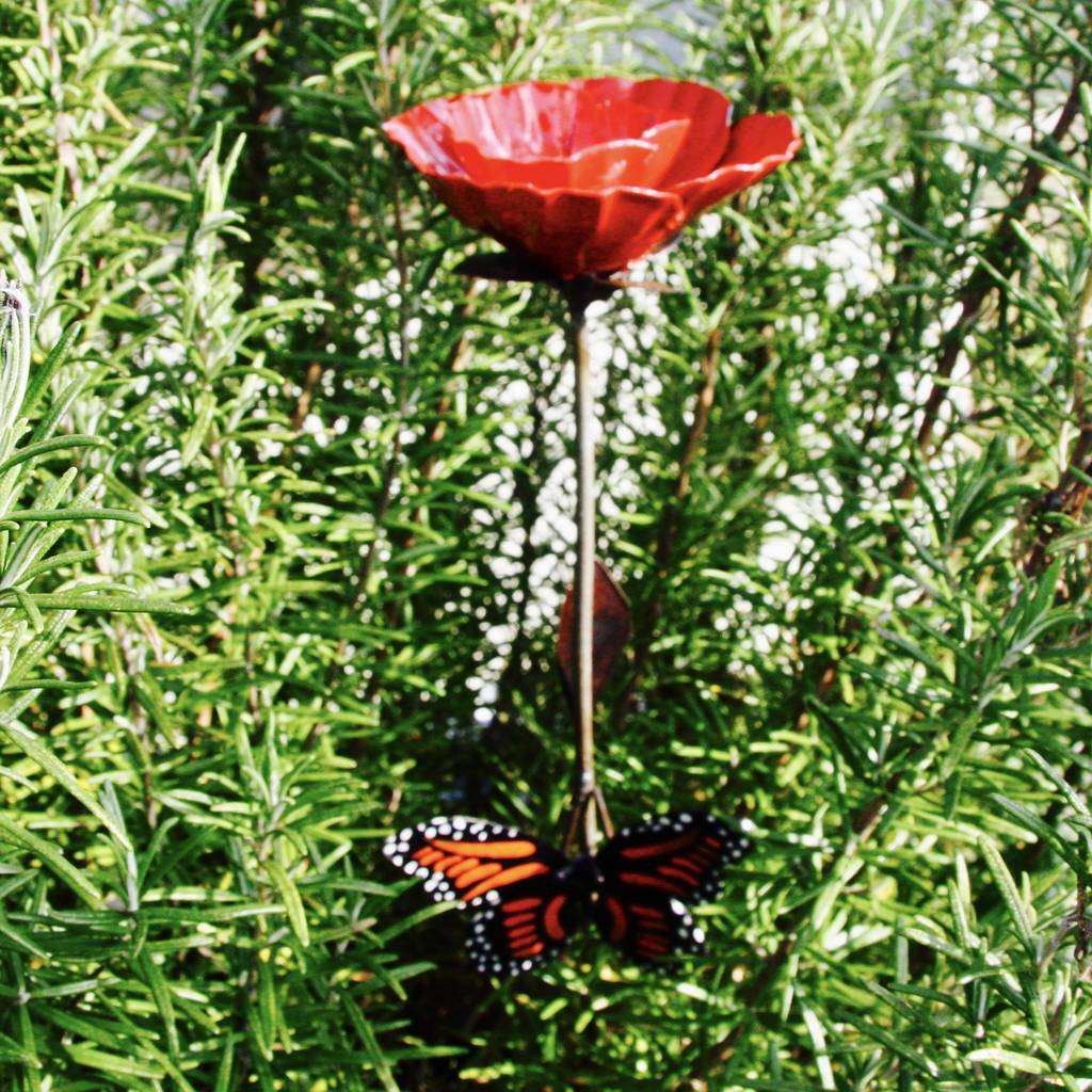 Red Poppy with Butterfly