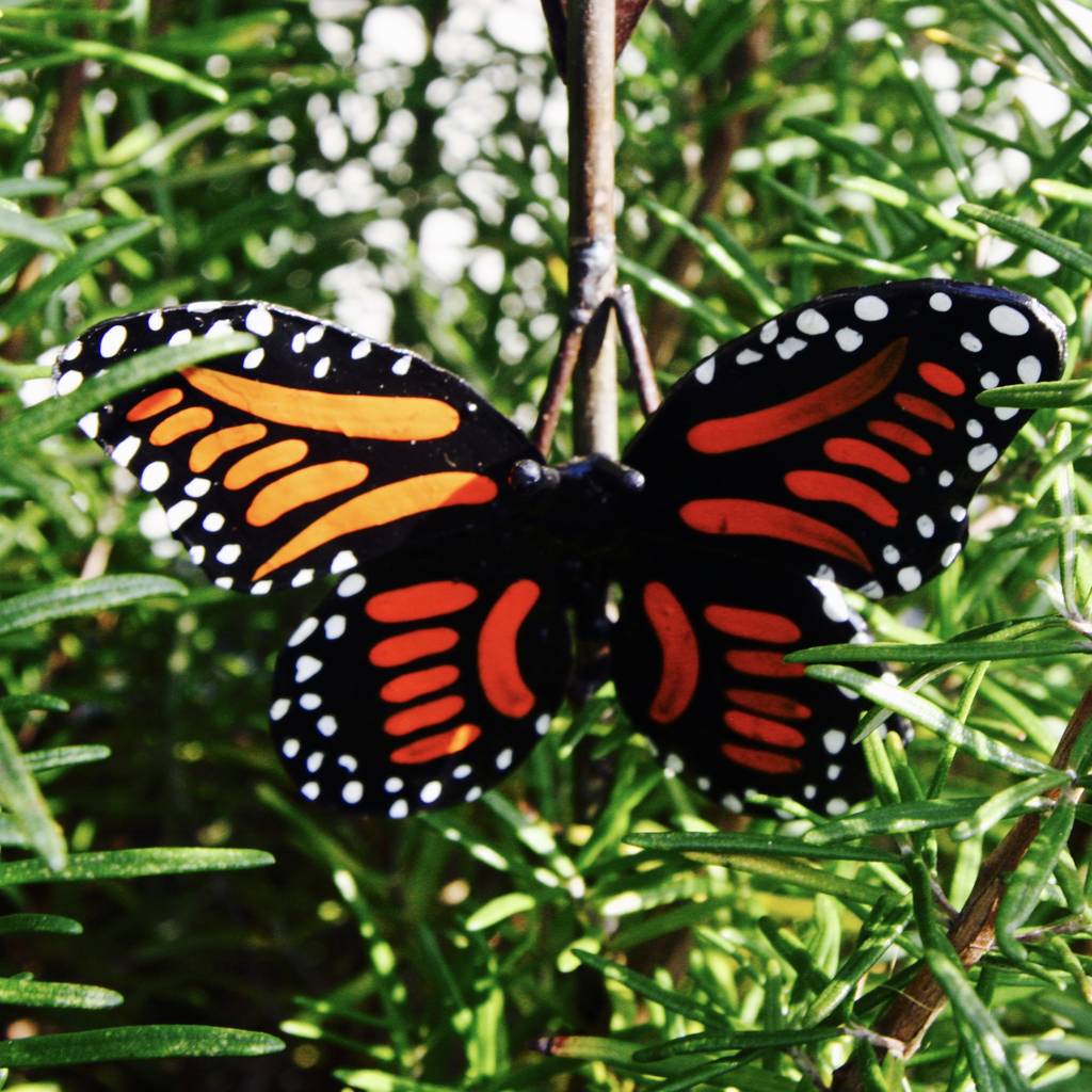 Red Poppy with Butterfly