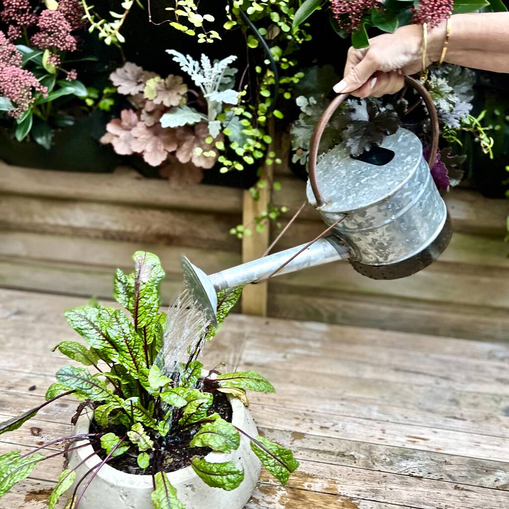 Zinc Watering Can