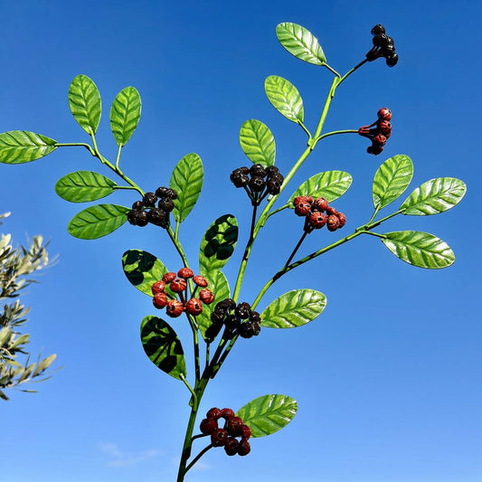 Coloured berry stem